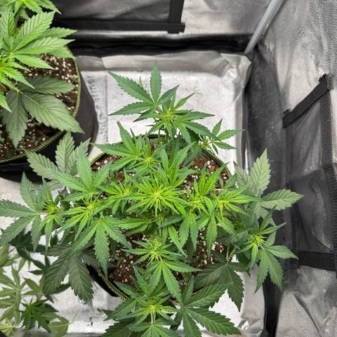 Wedding Cake Auto by Boston ❤️❤️🪴🌱 growlog timeline photo