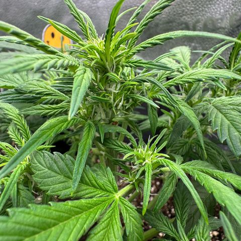 Wedding Cake Auto by Boston ❤️❤️🪴🌱 growlog timeline photo