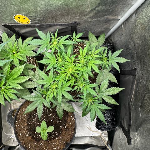 Wedding Cake Auto by Boston ❤️❤️🪴🌱 growlog timeline photo