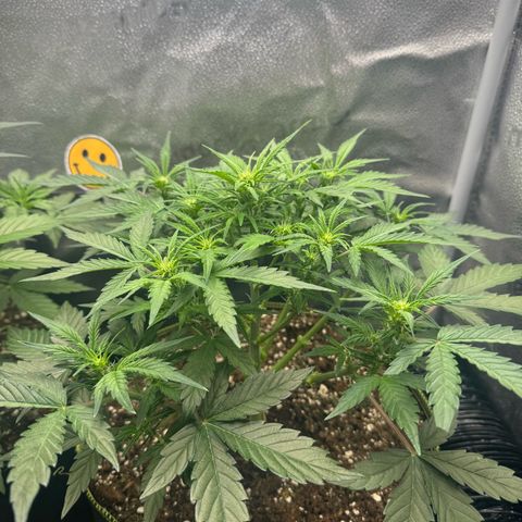 Wedding Cake Auto by Boston ❤️❤️🪴🌱 growlog timeline photo