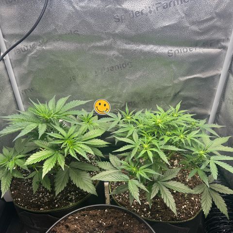 Wedding Cake Auto by Boston ❤️❤️🪴🌱 growlog timeline photo
