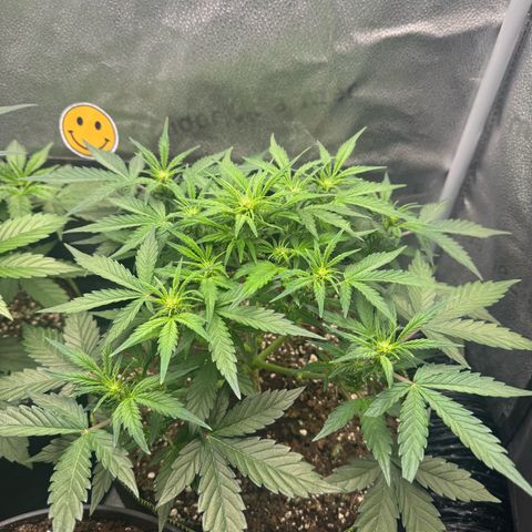 Wedding Cake Auto by Boston ❤️❤️🪴🌱 growlog timeline photo