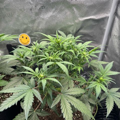 Wedding Cake Auto by Boston ❤️❤️🪴🌱 growlog timeline photo
