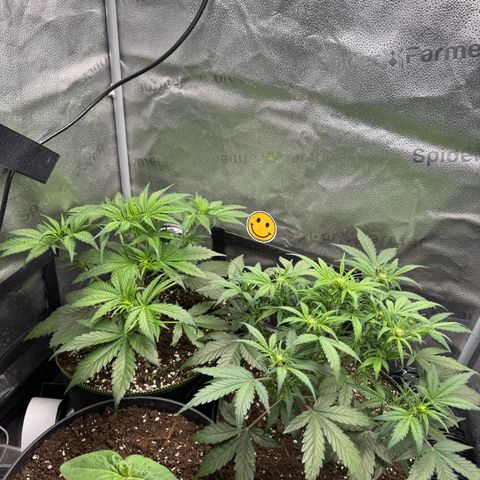Wedding Cake Auto by Boston ❤️❤️🪴🌱 growlog timeline photo