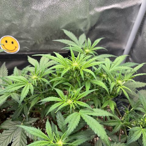 Wedding Cake Auto by Boston ❤️❤️🪴🌱 growlog timeline photo