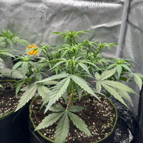 Wedding Cake Auto by Boston ❤️❤️🪴🌱 growlog timeline photo