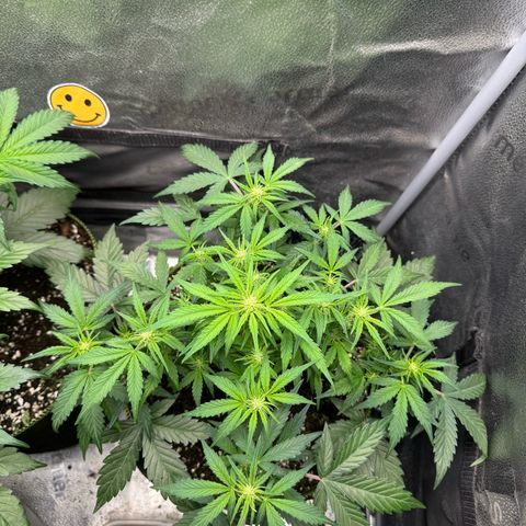Wedding Cake Auto by Boston ❤️❤️🪴🌱 growlog timeline photo