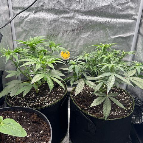 Wedding Cake Auto by Boston ❤️❤️🪴🌱 growlog timeline photo