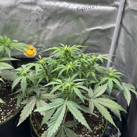 Wedding Cake Auto by Boston ❤️❤️🪴🌱 growlog timeline photo