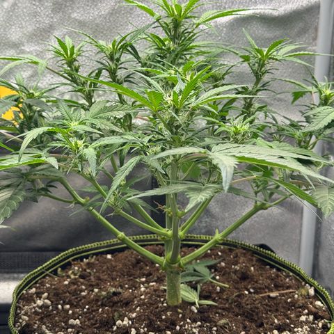 Wedding Cake Auto by Boston ❤️❤️🪴🌱 growlog timeline photo