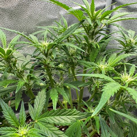 Wedding Cake Auto by Boston ❤️❤️🪴🌱 growlog timeline photo