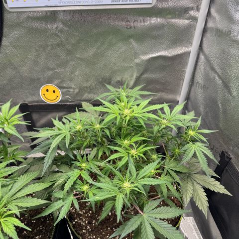 Wedding Cake Auto by Boston ❤️❤️🪴🌱 growlog timeline photo