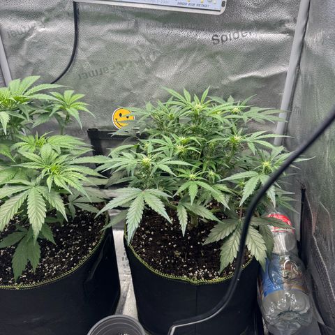 Wedding Cake Auto by Boston ❤️❤️🪴🌱 growlog timeline photo