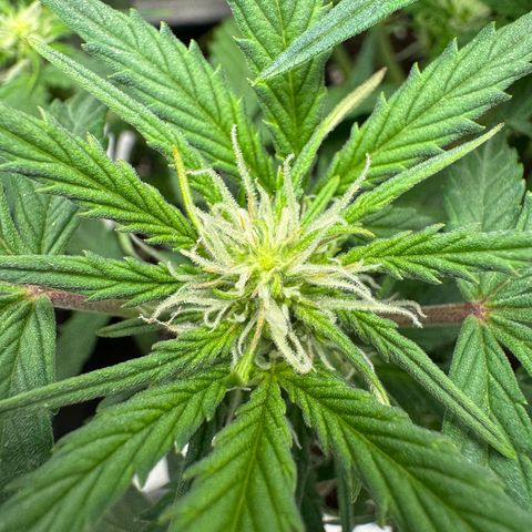 Wedding Cake Auto by Boston ❤️❤️🪴🌱 growlog timeline photo