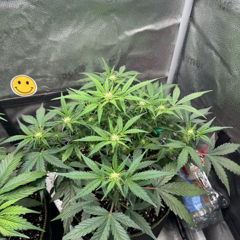 Wedding Cake Auto by Boston ❤️❤️🪴🌱 growlog timeline photo