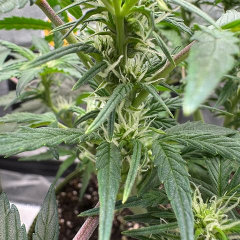 Wedding Cake Auto by Boston ❤️❤️🪴🌱 growlog timeline photo