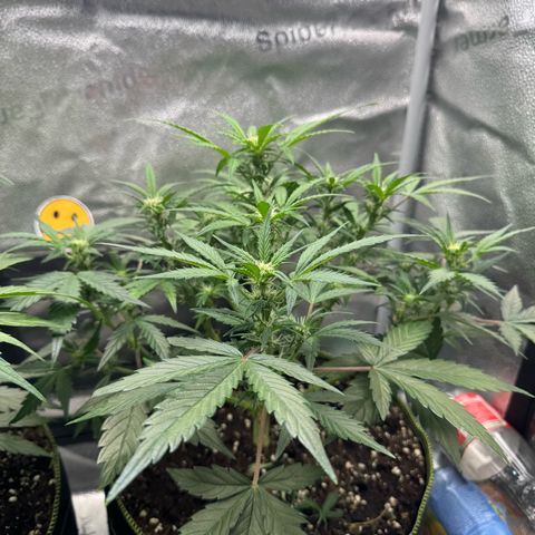 Wedding Cake Auto by Boston ❤️❤️🪴🌱 growlog timeline photo