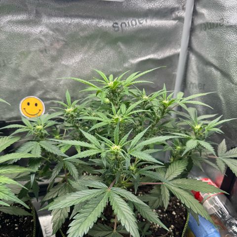 Wedding Cake Auto by Boston ❤️❤️🪴🌱 growlog timeline photo
