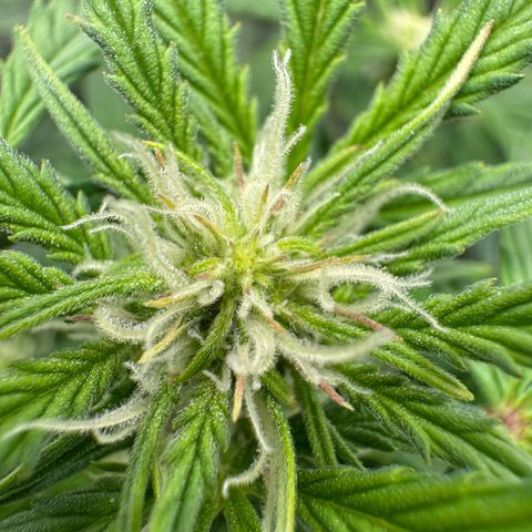 Wedding Cake Auto by Boston ❤️❤️🪴🌱 growlog timeline photo