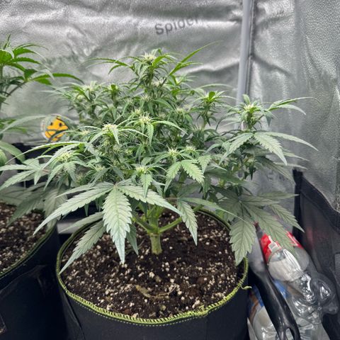 Wedding Cake Auto by Boston ❤️❤️🪴🌱 growlog timeline photo