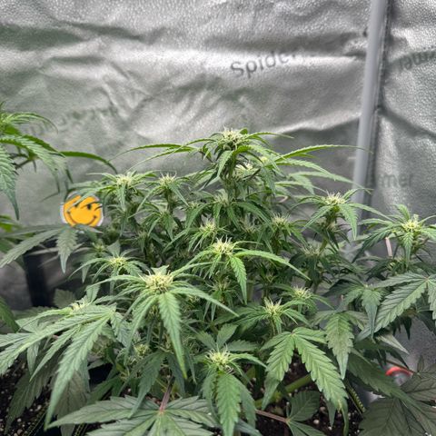 Wedding Cake Auto by Boston ❤️❤️🪴🌱 growlog timeline photo