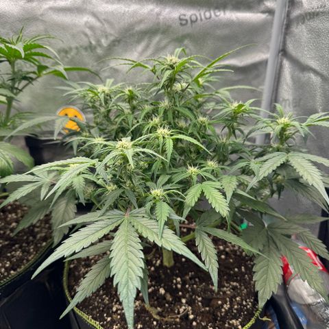 Wedding Cake Auto by Boston ❤️❤️🪴🌱 growlog timeline photo