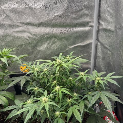 Wedding Cake Auto by Boston ❤️❤️🪴🌱 growlog timeline photo