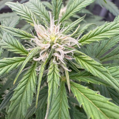 Wedding Cake Auto by Boston ❤️❤️🪴🌱 growlog timeline photo