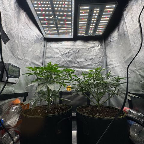 Wedding Cake Auto by Boston ❤️❤️🪴🌱 growlog timeline photo