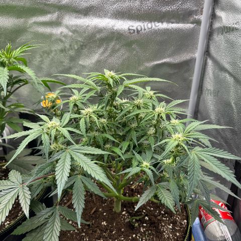 Wedding Cake Auto by Boston ❤️❤️🪴🌱 growlog timeline photo