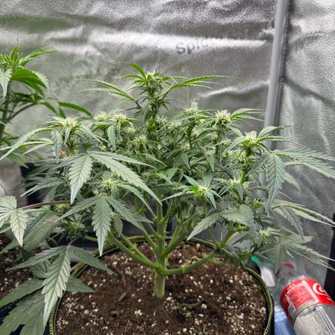 Wedding Cake Auto by Boston ❤️❤️🪴🌱 growlog timeline photo