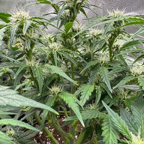 Wedding Cake Auto by Boston ❤️❤️🪴🌱 growlog timeline photo