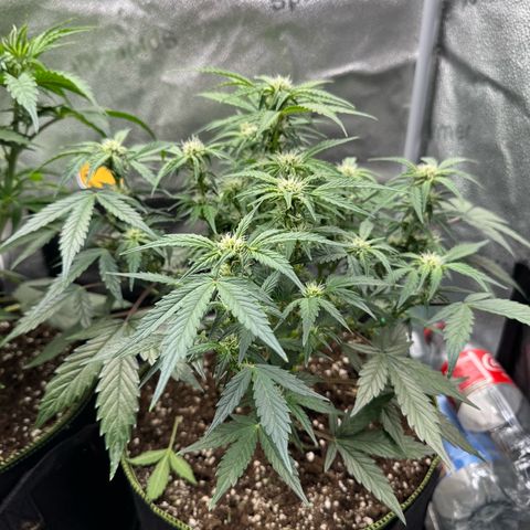 Wedding Cake Auto by Boston ❤️❤️🪴🌱 growlog timeline photo
