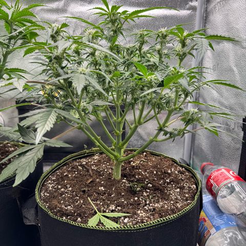 Wedding Cake Auto by Boston ❤️❤️🪴🌱 growlog timeline photo