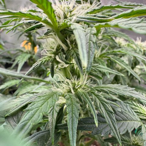 Wedding Cake Auto by Boston ❤️❤️🪴🌱 growlog timeline photo