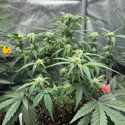 Wedding Cake Auto by Boston ❤️❤️🪴🌱 growlog timeline photo