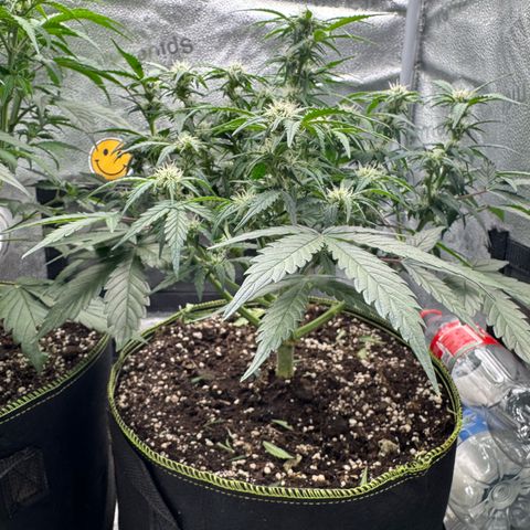 Wedding Cake Auto by Boston ❤️❤️🪴🌱 growlog timeline photo