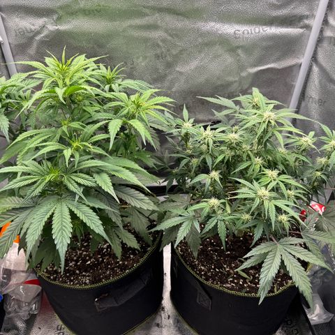 Wedding Cake Auto by Boston ❤️❤️🪴🌱 growlog timeline photo