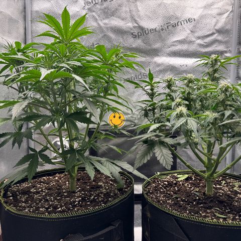 Wedding Cake Auto by Boston ❤️❤️🪴🌱 growlog timeline photo