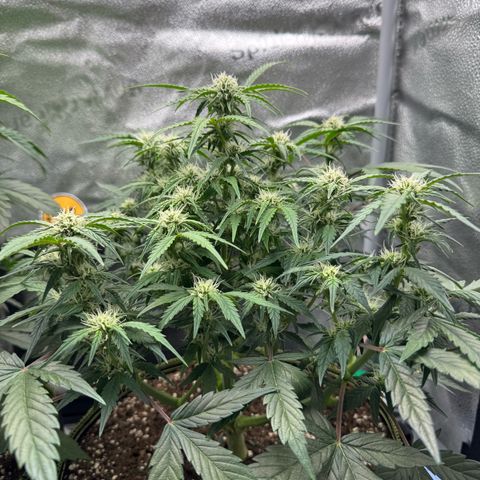 Wedding Cake Auto by Boston ❤️❤️🪴🌱 growlog timeline photo