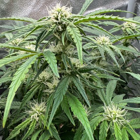 Wedding Cake Auto by Boston ❤️❤️🪴🌱 growlog timeline photo