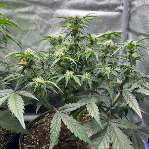 Wedding Cake Auto by Boston ❤️❤️🪴🌱 growlog timeline photo