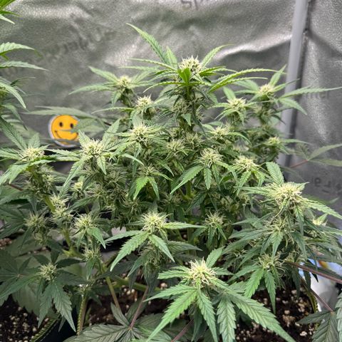 Wedding Cake Auto by Boston ❤️❤️🪴🌱 growlog timeline photo