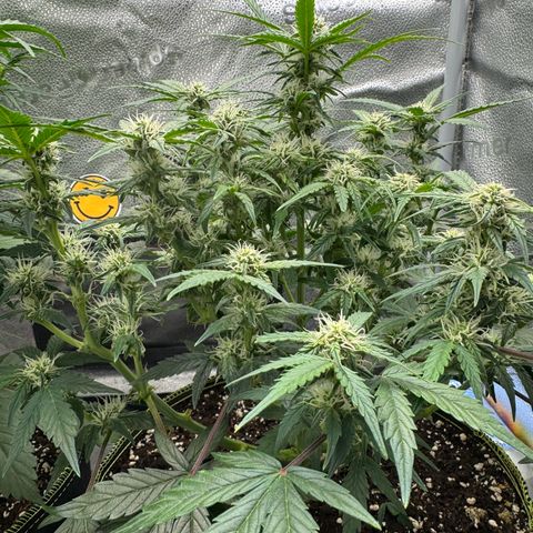 Wedding Cake Auto by Boston ❤️❤️🪴🌱 growlog timeline photo