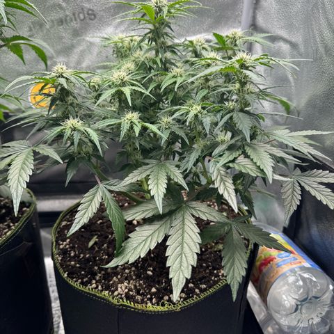 Wedding Cake Auto by Boston ❤️❤️🪴🌱 growlog timeline photo
