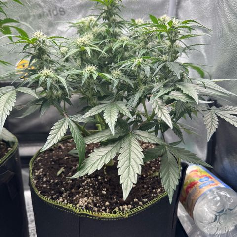 Wedding Cake Auto by Boston ❤️❤️🪴🌱 growlog timeline photo