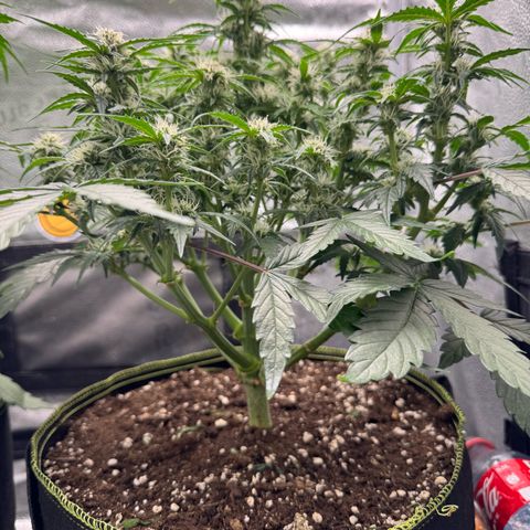 Wedding Cake Auto by Boston ❤️❤️🪴🌱 growlog timeline photo