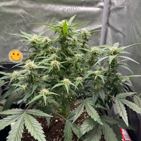 Wedding Cake Auto by Boston ❤️❤️🪴🌱 growlog timeline photo