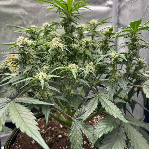 Wedding Cake Auto by Boston ❤️❤️🪴🌱 growlog timeline photo