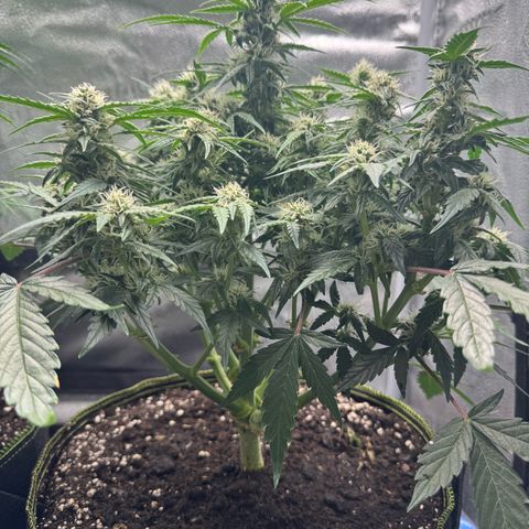 Wedding Cake Auto by Boston ❤️❤️🪴🌱 growlog timeline photo